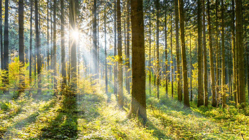 forrest sun filled forrest