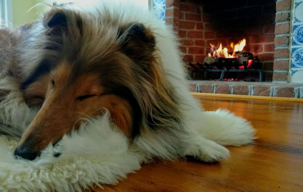 Choosing the Best Hardwood Floors for Dogs and Cats