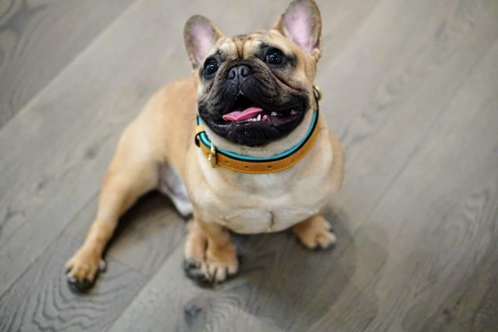 Dog on hardwood floor