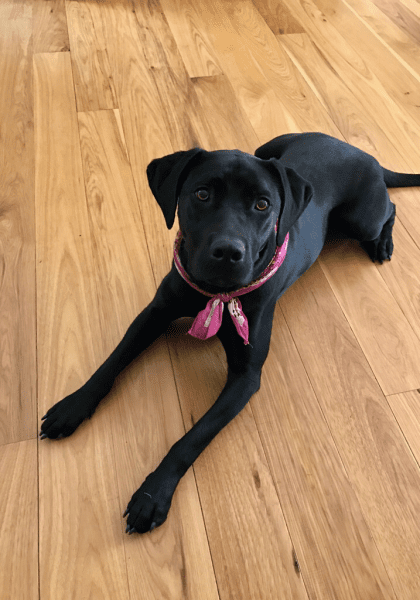 black dog on hardwood floor